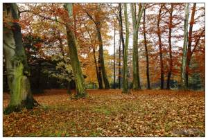 _MG_1042.JPG